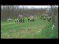 Bowhunter examination
