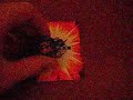Bakugan Updated (Edited)