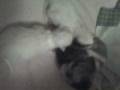 videos de kittens 4 days old half sealpoint Himalaya