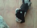 The dog that likes to play dead