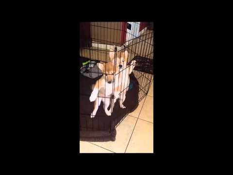 Selena ACA Registered Female Shiba