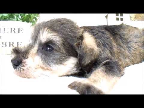 YouTube Preview Image