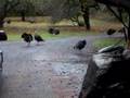 WILD TURKEYS no shortage of gobblers