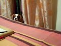 Gnappy Cavalier King