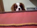 Gnappy Cavalier King
