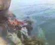 Am staff Bruno swimms