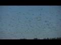 Gaggle of Geese, Kettle of Turkey Vulture-Sacramento Wildlife Refuge
