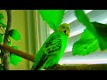 Говорящий попугай Гоша-говороша 4
