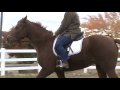 Contact Saddles / Helm Saddles