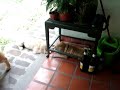 LILA la sharpei de Jimena nos visita  2
