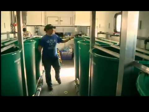 how to treat zebra mussels