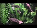 Peacock Bass feeding 4 month growth rate! Peacock Bass feeding 4 month growth rate!