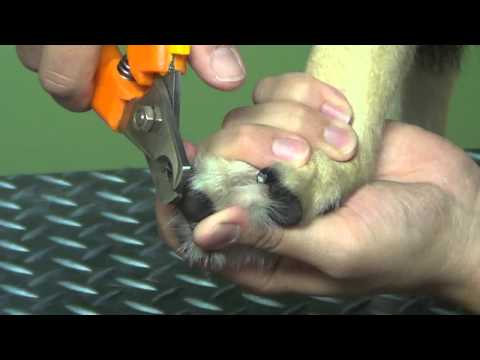 how to trim dogs claws