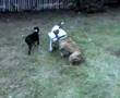 Pit Bull Fights