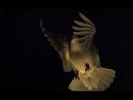 White dove White dove