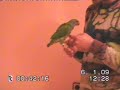 pionus mestrun