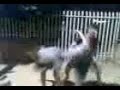 Dan�ando Doido