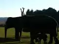 Elephants at Whipsnade Zoo Elephants at Whipsnade Zoo