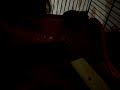 Hendix the Hamster falls down
