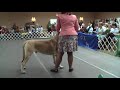 2008 MCOA National Specialty 12-18 Month Dog Class 2008 MCOA National Specialty 12-18 Month Dog Class