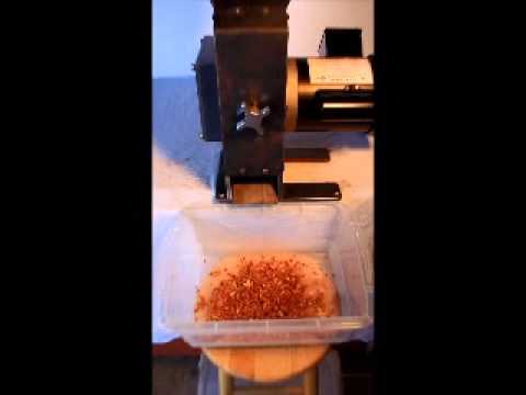 how to harvest walnuts nz