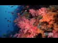 ratebe video