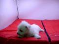 videos de Westy Macho COV REF: 121