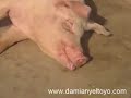 el chupacabras   damian y el toyo   parte1