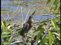 Green Heron catching dragonflies Green Heron catching dragonflies