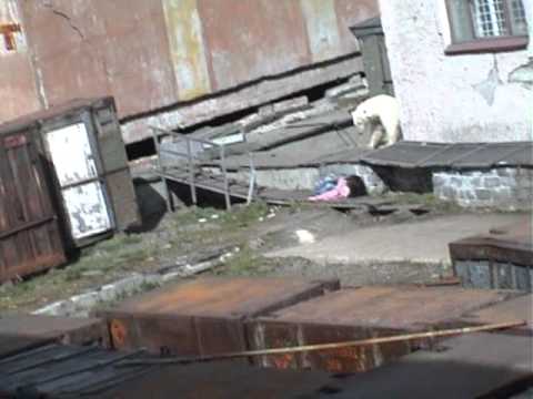 Russian woman attacked by polar bear