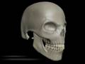 videos de The Skull