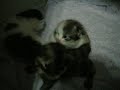 our first litter and a stray! our first litter and a stray!