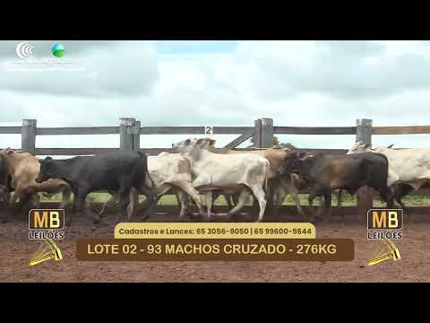 534� LEIL�O VIRTUAL MB LEIL�ES