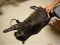 猫・ネコ・ねこ。掃除機ブラッシング大好き♪.AVI