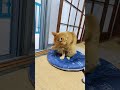 今朝はニャルソックしながら毛繕いかな😺 #toraneko #cat #かわいい猫 #cute #cutecat #茶トラ猫 #猫のいる暮らし #猫のいる生活 #猫好きさんと繋がりたい #癒し