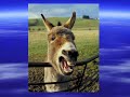 Laughing Donkey