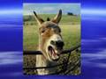 Laughing Donkey