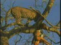 Leopard-Cub-Hyenas & Kill Pt.3