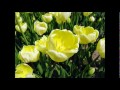Click here to watch this video 守護天使～ドラマ『春のワルツ』 【耳コピMIDI】