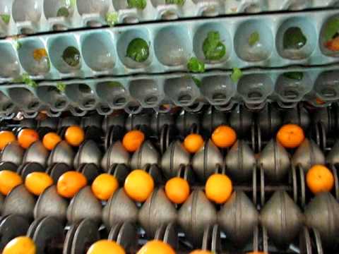 Apricot - Take a little tour of our farm to see how we dry our fruit here at Bella Viva Orchards. When we dry apricots we use a special machine to slice them in half a...