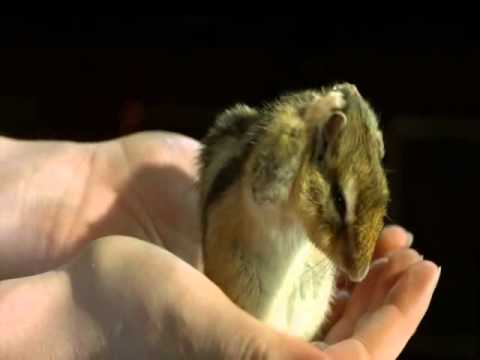 Image de prévisualisation YouTube