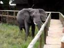 Elephant Bouncer Elephant Bouncer