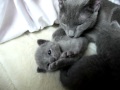 ��ǭ ��������֥롼 2008.02 File.01:YouTube������=0��