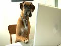 Funny Dog Video Clip Promoting Pet Insurance