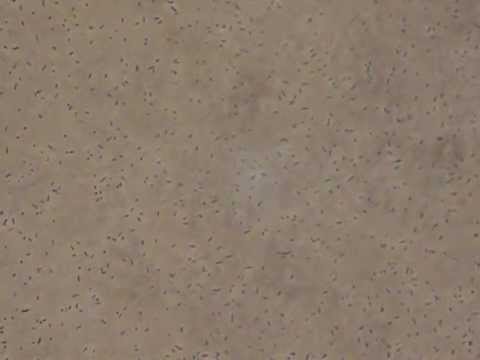 how to isolate enterobacter aerogenes