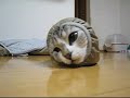[猫]服の袖に入って、顔だけ出すネコがプリティすぎる。のサムネイル