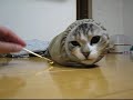 [猫]服の袖に入って、顔だけ出すネコがプリティすぎる。のサムネイル3