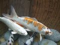My Fish Pond - 3