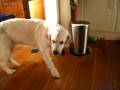 Sprekende Golden Retriever