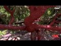 Ladybugs Invade & Go Wild - Invasion Covers Home And Trees